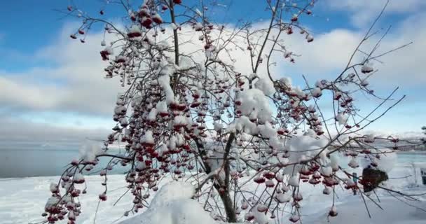 Semănați Copac Acoperit Fructe Pădure Roșii Peisajul Iarnă — Videoclip de stoc