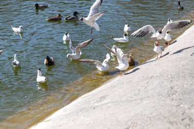 Güneşli bir günde, göletteki vahşi kuşlar. Güvercin, ördek, martı, doğa geçmişi