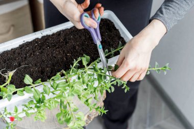 Kadın elleri aptenia kordifolisini makasla açıyor. Güneş gülü, yeniden saksı dikme, bahçe işleri.