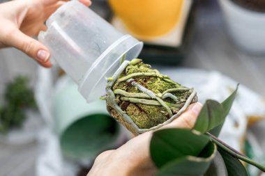 Eller, saksıdan önce orkideler ve falaenopsis bitkileri için şeffaf kap tutuyor. Yakın plan çekiliyor. 