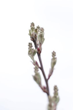 Beyaz arka planda tomurcukları olan ağaç dallarına yakın plan. Doğa ilkbaharda tomurcuk ve küçük yapraklarla dolu ağaç dallarıyla uyanır..
