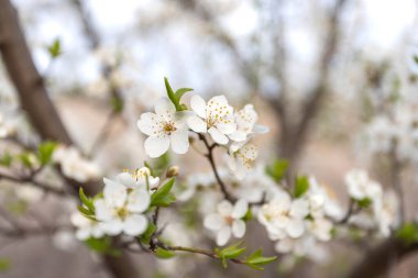 Çiçek açmış elma ağacı dalına yakın, bahar günü gökyüzünde beyaz çiçekler.