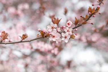 Kayısı ağacı dalında çiçek açmış ve bahar günü gökyüzünde pembe çiçekler var. Yakın plan, dekor fikri