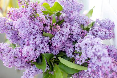 Güneşli bir bahar gününde beyaz tuğla duvarın arka planında mor eflatun demetleri. Çiçek açan leylak ağaçları, dekor fikri.
