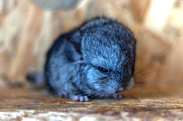 Primo Piano Della Cincilla Grigio Bambino Seduta Ripiano Legno Bello — Foto Stock