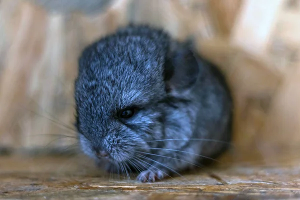 木製の棚に座って赤ちゃんの灰色のチンチラのクローズアップ 可愛くて可愛いペット背景 — ストック写真