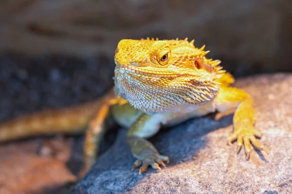 Bearded Dragon Lying Rock Terrarium Pogona Vitticeps — Stock Photo, Image