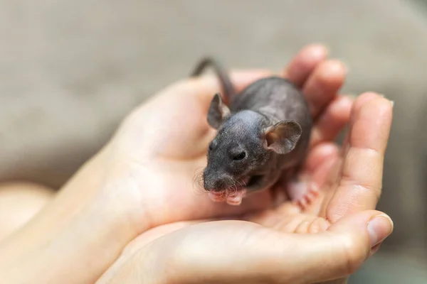 Baby Grey Dumbo Sfinks Szczur Wirh Kręcone Wąsy Siedzi Rękach — Zdjęcie stockowe