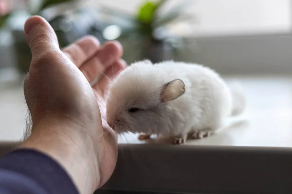 白い窓の上に座っている男性の手と赤ちゃんの白いチンチラ 可愛くてかわいいペット クローズアップ — ストック写真