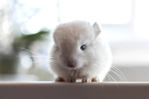 長いひげが白い窓の上に座っている赤ちゃんの白いチンチラ 可愛くてかわいいペット クローズアップ バックライト — ストック写真