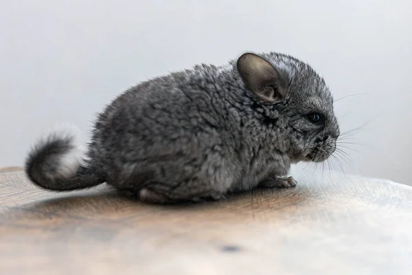 ベビーグレーのチンチラが茶色の木のスライスに座っています 可愛くてかわいいペット クローズアップ — ストック写真