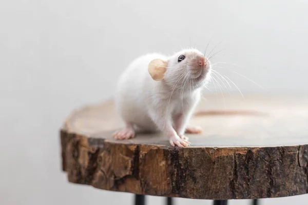 Biały Szczur Siedzący Brązowym Kawałku Drewna Piękne Słodkie Zwierzę Tło — Zdjęcie stockowe