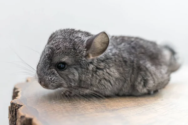 茶色の木のスライスに座って赤ちゃんの灰色のチンチラのクローズアップ 可愛くて可愛いペット背景 — ストック写真