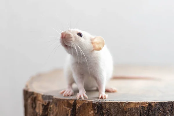 Biały Szczur Siedzący Brązowym Kawałku Drewna Piękne Słodkie Zwierzę Tło — Zdjęcie stockowe