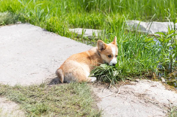 Uroczy Rembroke Welsh Corgi Szczeniak Siedzi Zielonej Trawie Słoneczny Dzień — Zdjęcie stockowe