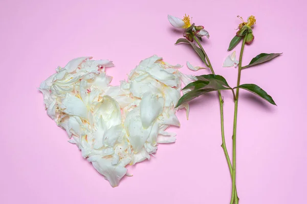 Pétalos Peónicos Blancos Forma Corazón Tallos Aislados Sobre Fondo Rosa — Foto de Stock