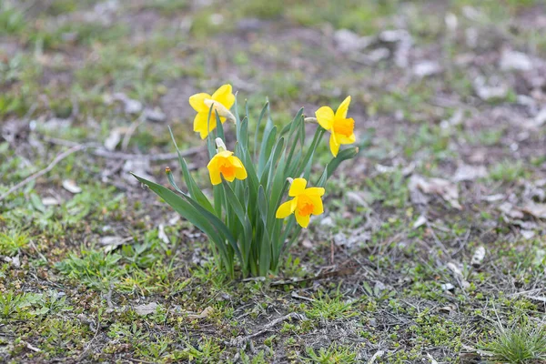Blühende Narzissenblüten Mit Blütenblättern Gelben Und Orangen Farben Garten Frühlingstag — Stockfoto