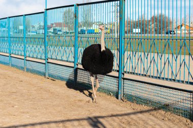 Çiftlikte duran devekuşu kuşu. Arkaplan