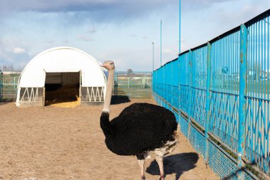 Çiftlikteki genç ve güzel devekuşu kuşu. Arkaplan