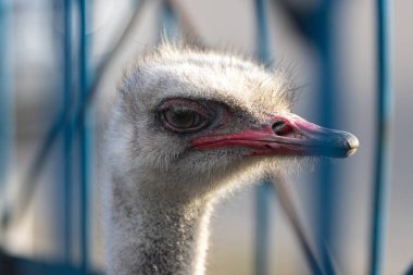 Çiftlik arka planında devekuşu profili resmi var. Yakın plan.