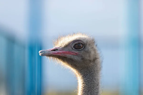 Struisvogel Hoofd Nek Profiel Portret Boerderij Blauwe Achtergrond Close — Stockfoto