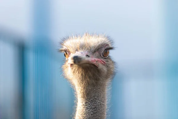 Struisvogel Voorportret Boerderij Blauwe Achtergrond Struisvogelkop Nek — Stockfoto