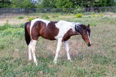 Metal çitin arka planında yeşil çimlerde yürüyen genç aygır. Otlakta otlayan yerli beyaz ve kahverengi at. Arkaplan, Yan Görünüm.