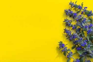 Sarı arka planda izole edilmiş parlak mavi tarla çiçekleri. Düz konum, boşluk kopyala, üst görünüm