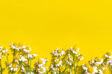 Sarı arka planda yeşil yapraklı beyaz ve sarı papatya çiçekleri. Papatya çiçeği gibi. Düz yatıyordu. Arkaplan, kartpostal, afiş, kopyalama alanı, kapat, üst görünüm