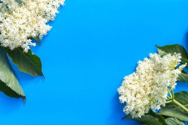Mavi arka planda yeşil yapraklı beyaz yaşlı çiçek. Boşluğu kopyala, kapat, üst görünüm, düz yatış