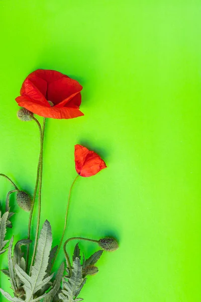垂直緑色の背景に孤立した明るい赤ケシの花 閉じます トップビュー フラットレイアウト コピースペース ポストカード バナー グリーティングカード ポスター ロイヤリティフリーのストック画像