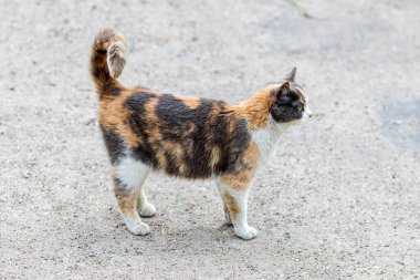 Vahşi kaplumbağa kabuğundan kedi yerde duruyor. Kedi arkaplanı