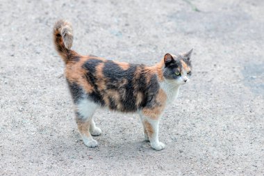 Vahşi kaplumbağa kabuğu kedi yerde duruyor. Kedi arkaplanı