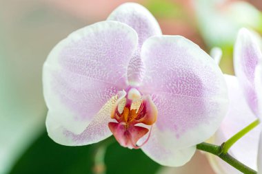 Pembe orkide çiçeğini kapat. Phalaenopsis, çiçek arkaplan 