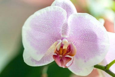 Pembe orkide çiçeğini kapat. Phalaenopsis, çiçek arkaplanı, duvar kağıdı, poster