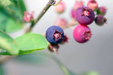 Güneşli yaz gününde küçük mor böğürtlenler. Böğürtlen arka planı, konsept, kapat