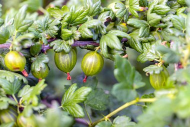 Çalı üzerinde olgun yeşil bektaşi üzümleri yakın. Meyve bahçesi arka planı, konsept, makro