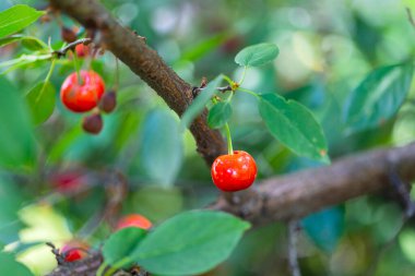 Güneşli yaz gününde ağaçta olgunlaşmamış ve kırmızı kiraz. Macro, kapat. Poster, duvar kağıdı, arkaplan