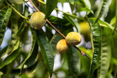 Güneşli yaz gününde, ağaçta olgunlaşmamış şeftaliler. Macro, kapat. Duvar kağıdı, arkaplan, poster