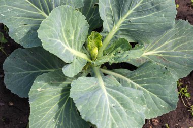 Sebze bahçesinde lahana yetişiyor. Gıda arka planı, konsept, duvar kağıdı, kapat, makro