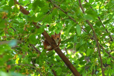 Ginger sincabı yeşil yaprakların arasında ağaçta oturmuş kameraya bakıyor. Dut ağacı. Arkaplan, poster, duvar kağıdı 