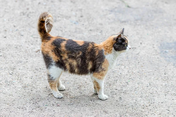 Selvagem Gato Tartaruga Lateralmente Chão Fundo Gato — Fotografia de Stock