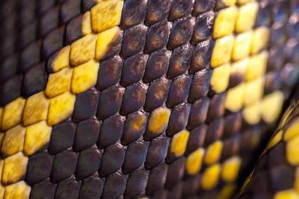 Skóra Skala Pythona Zbliżenie Makro Czarno Żółty Wąż Tekstura Skóry — Zdjęcie stockowe