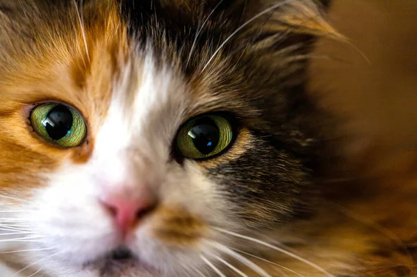 Close Portrait Cat Face Green Eyes Macro — Stock Photo, Image