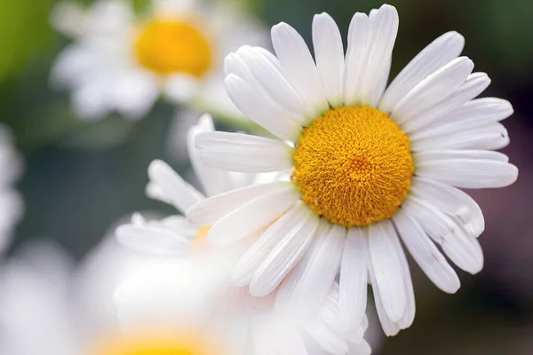 Flores Camomila Brancas Amarelas Dia Ensolarado Verão Conceito Floral Fundo — Fotografia de Stock