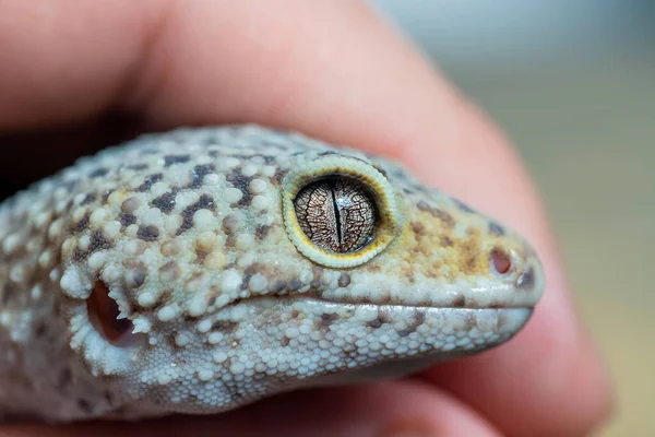 Leopard GeckoまたはEublepharisのマクロが手元にあります 爬虫類の壁紙 ポスター 閉じろ — ストック写真