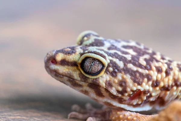 Leopar Gecko Dan Macro Bulanık Arka Planda Eublepharis Kafası Sürüngen — Stok fotoğraf