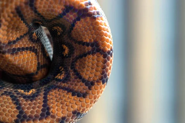 Python Enroulé Dans Une Boule Sur Fond Flou Texture Serpent — Photo