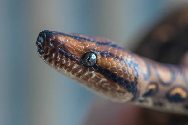 Macro Van Bruine Zwarte Slangenkop Wazige Achtergrond Reptielenachtergrond — Stockfoto