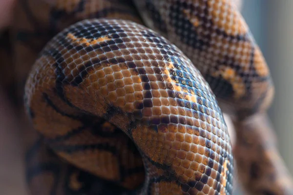 Python Recroquevillé Sur Fond Flou Texture Serpent Fond Macro — Photo